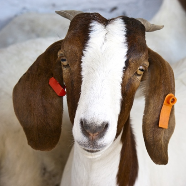 Goat Tags